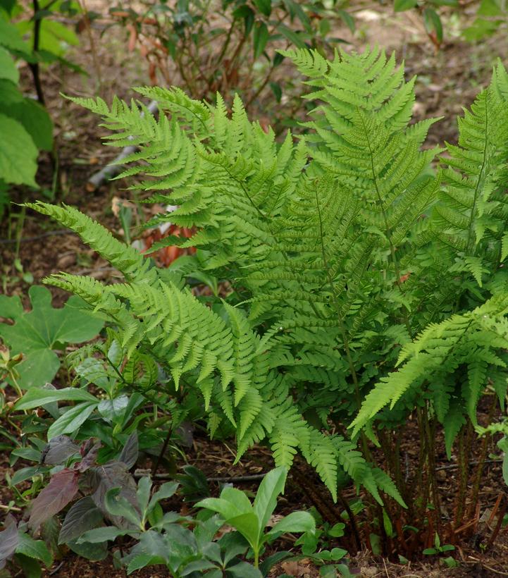Image Credit: North Creek Nurseries