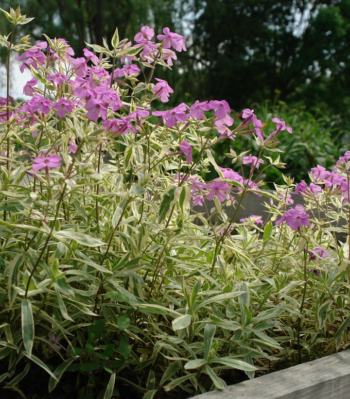 Image Credit: North Creek Nursery