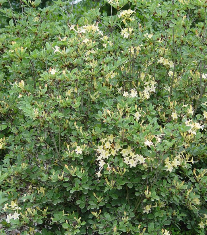Azalea viscosum 'Lemon Drop' - Lemon Drop Swamp Azalea from Prides Corner Farms