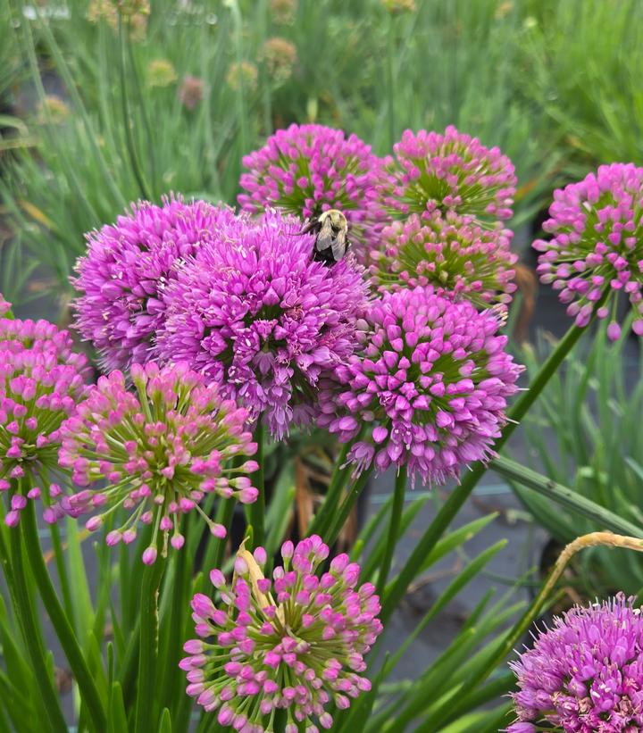 Image Credit: Prides Corner Farms