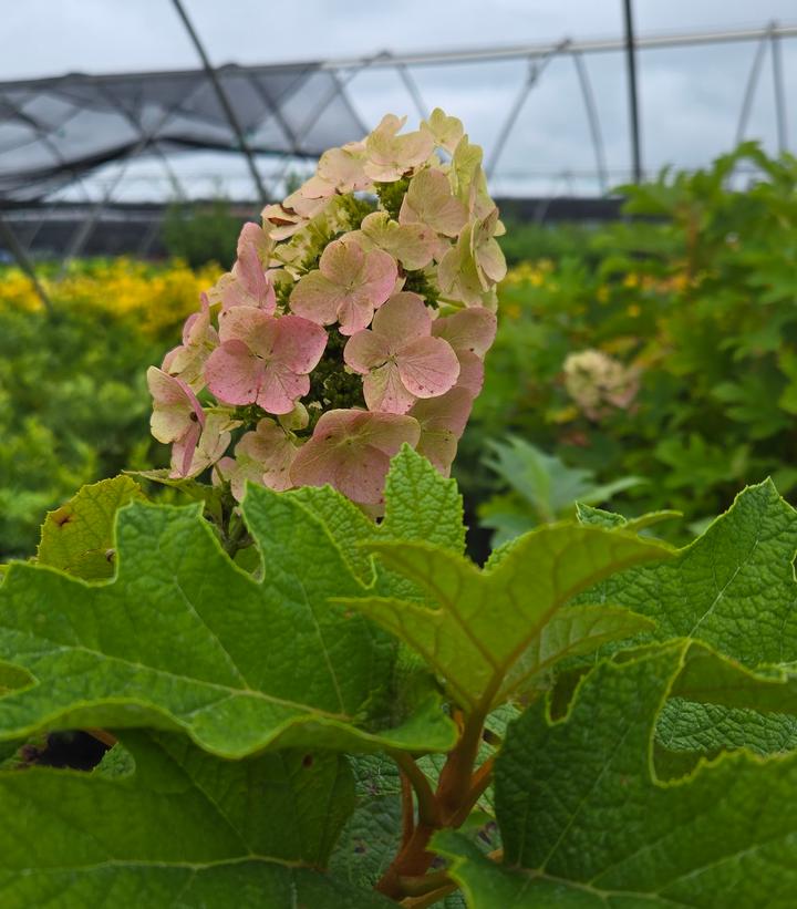 Image Credit: Prides Corner Farms