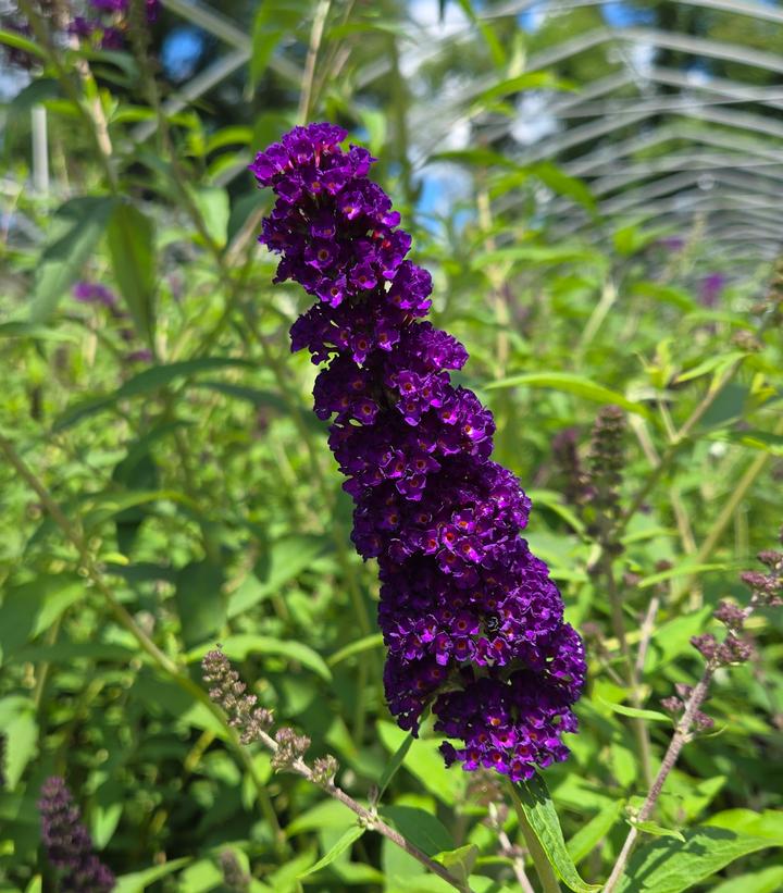 Image Credit: Prides Corner Farms