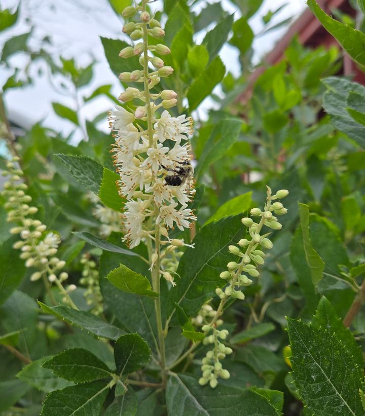 Image Credit: Prides Corner Farms