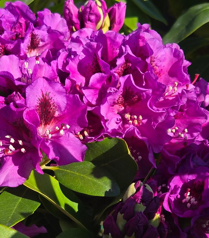 Image Credit: Prides Corner Farms