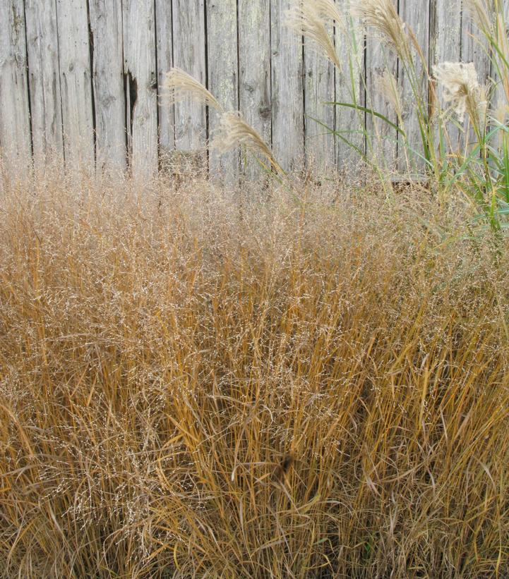 Image Credit: Hoffman Nursery