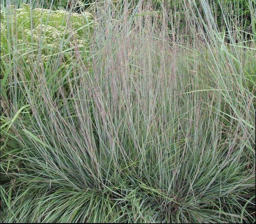 Photo courtesy of Hoffman Nursery