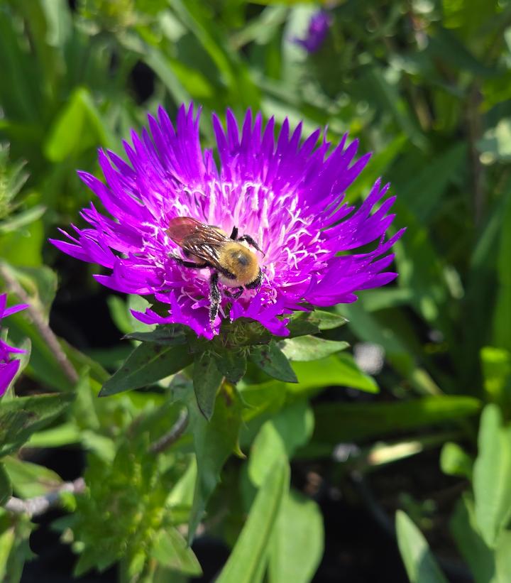 Image Credit: Prides Corner Farms