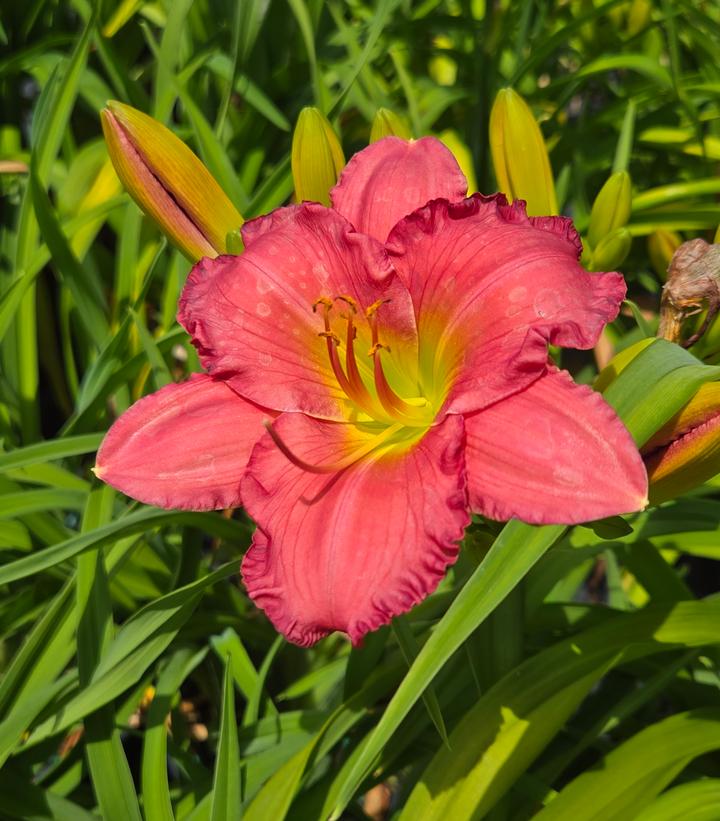 Image Credit: Prides Corner Farms