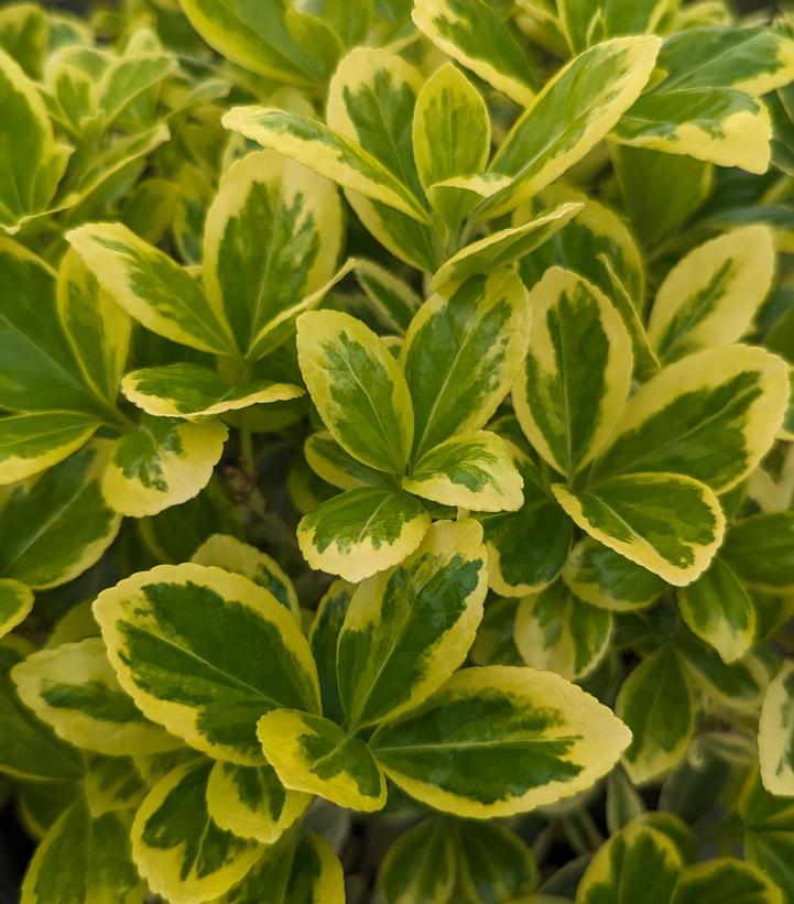 Image Credit: Prides Corner Farms