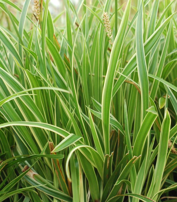 Image Credit: Prides Corner Farms