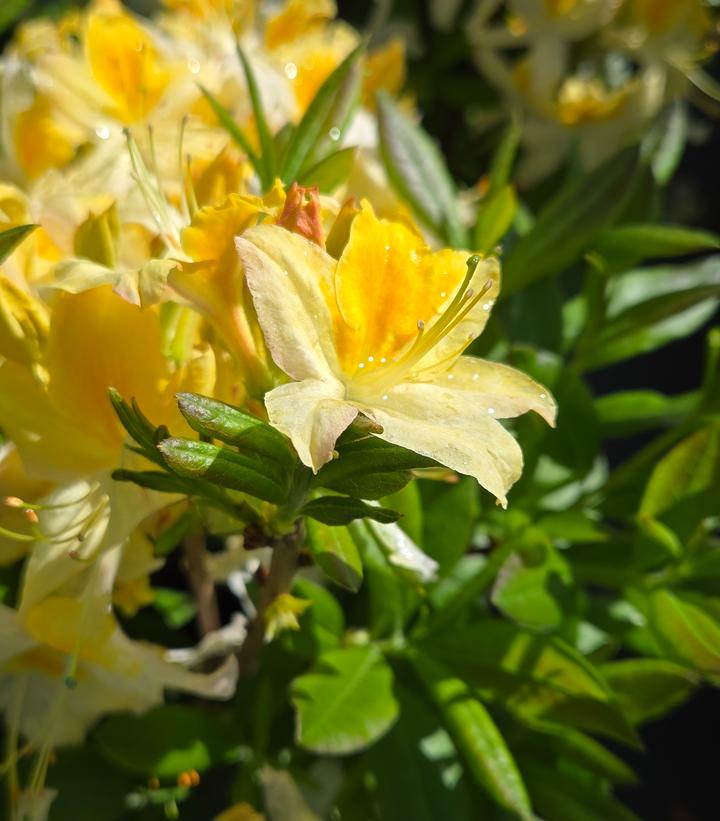 Image Credit: Prides Corner Farms