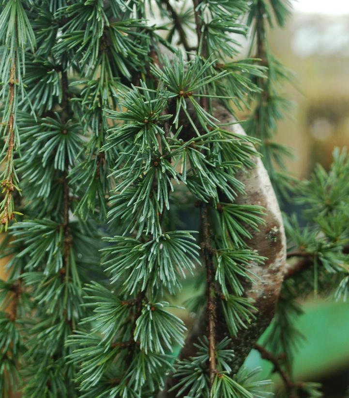 Image Credit: Prides Corner Farms