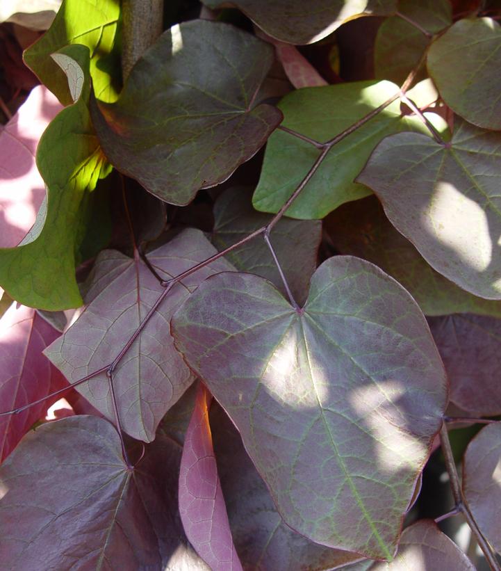 Image Credit: Prides Corner Farms