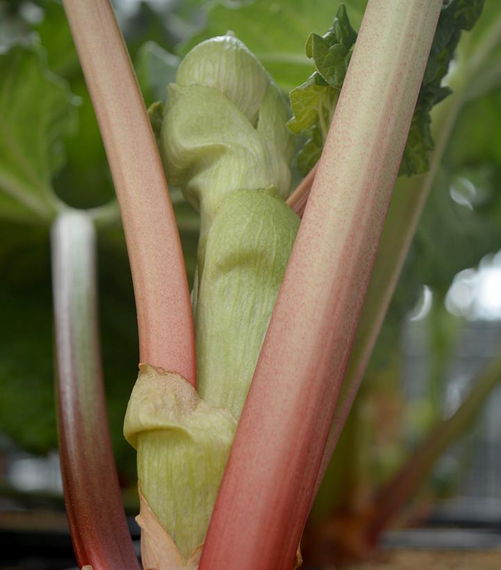 Image Credit: Prides Corner Farms