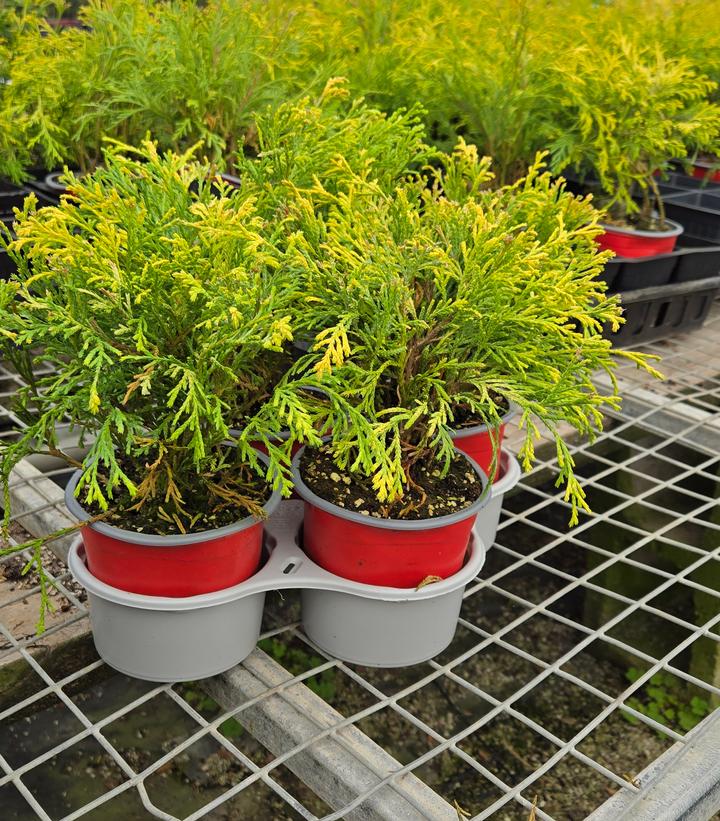 Holiday Quartet Sparky's Glow - Image Credit: Prides Corner Farms