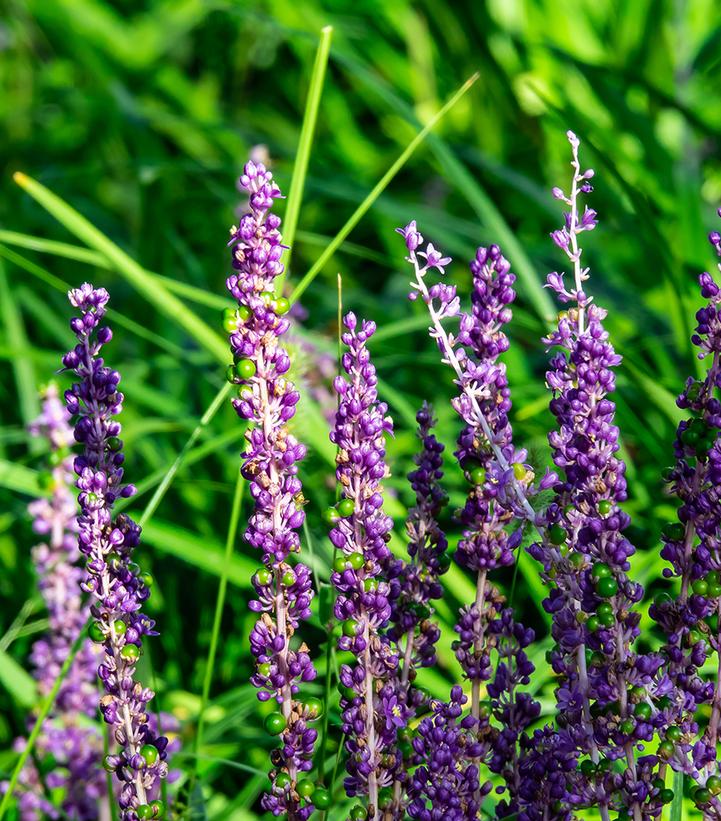 Image Credit: Shutterstock