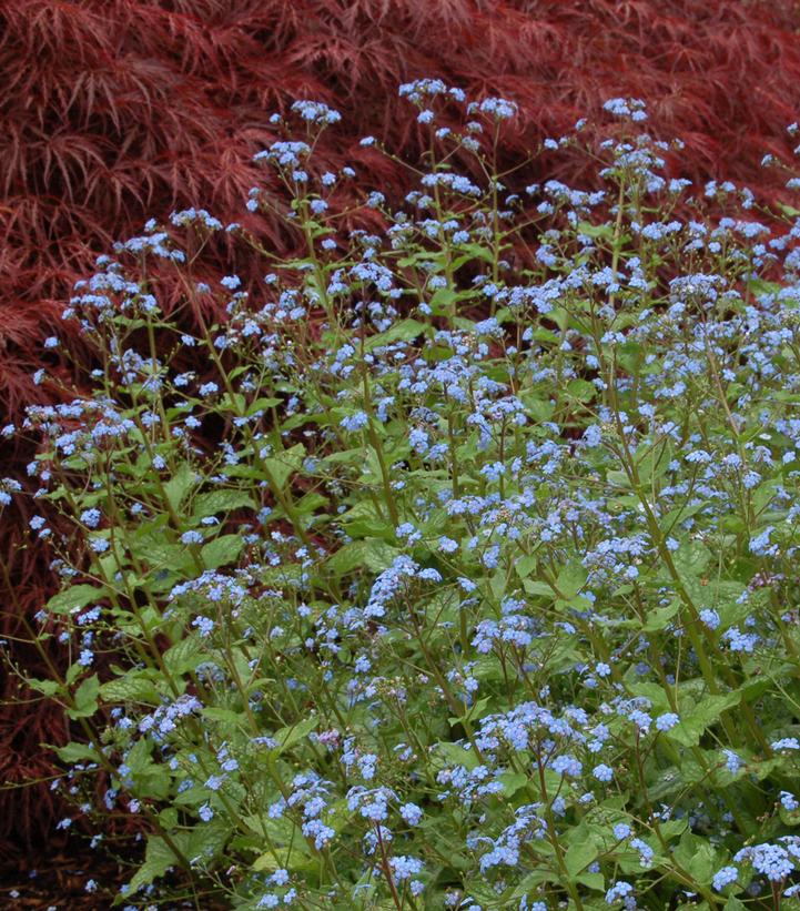 Image Credit: Terra Nova Nurseries