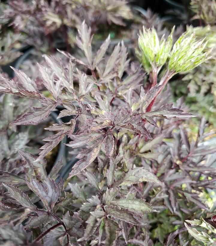 Image Credit: Prides Corner Farms