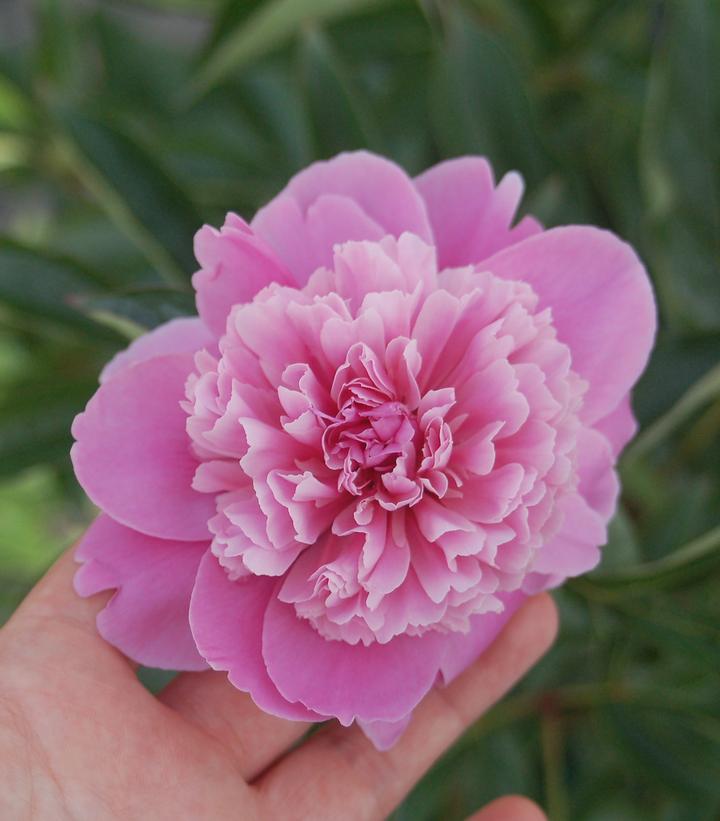 Image Credit: Prides Corner Farms