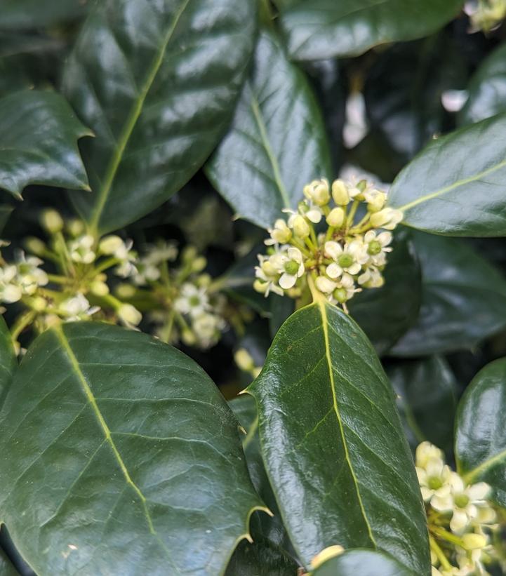 Image Credit: Prides Corner Farms