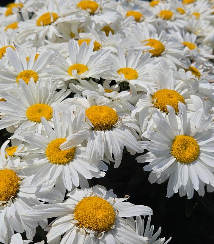 Image Credit: Prides Corner Farms