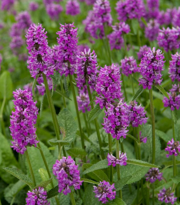 Image Credit: Walters Gardens