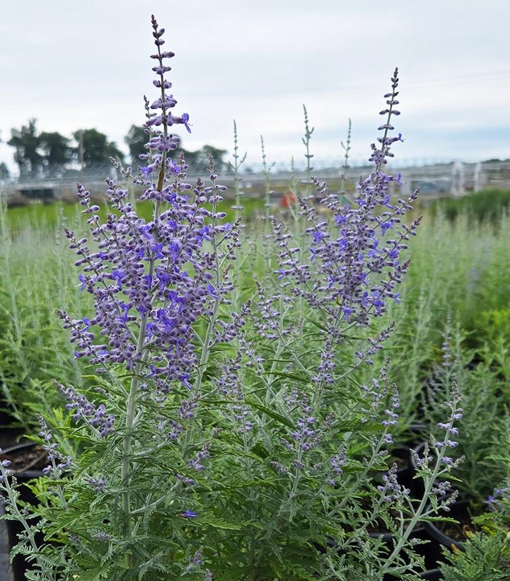 Image Credit: Prides Corner Farms