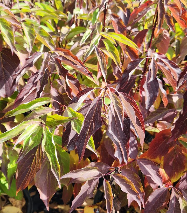 Image Credit: Prides Corner Farms