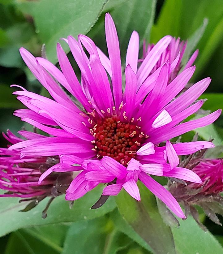 Image Credit: Prides Corner Farms