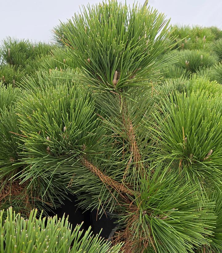 Image Credit: Prides Corner Farms