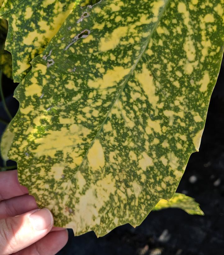 Image Credit: Prides Corner Farms