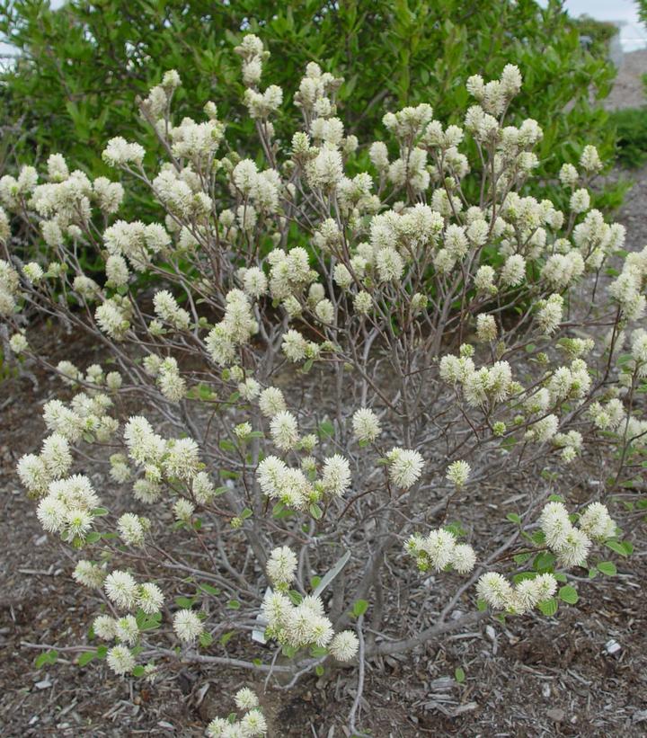 Fothergilla gardenii - Dwarf Bottlebrush Witchalder from Prides Corner Farms