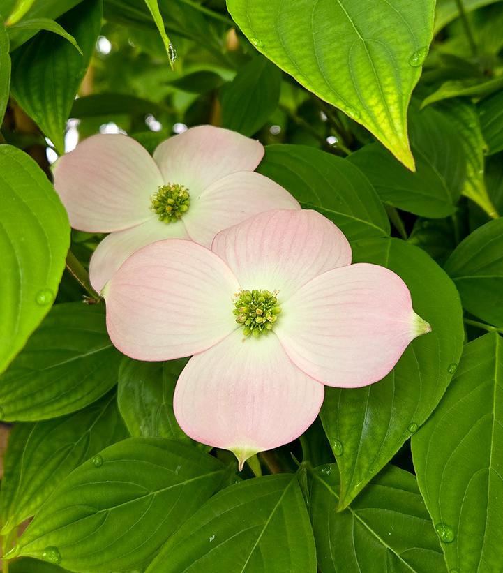 Image Credit: Prides Corner Farms