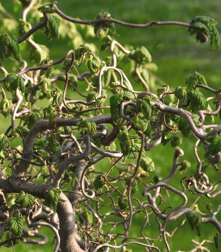 Image Credit: Bailey Nurseries