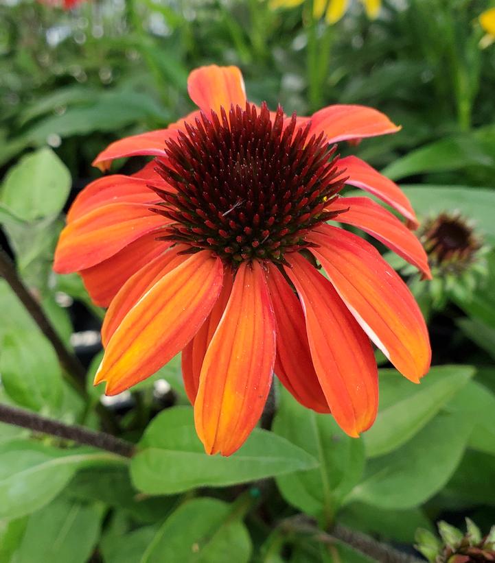 Image Credit: Prides Corner Farms