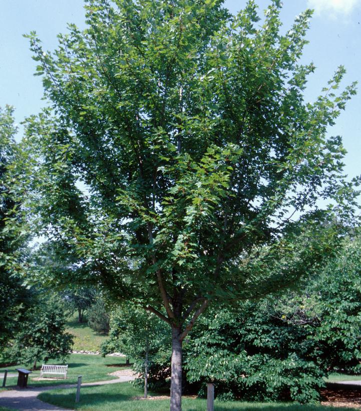 Image Credit: Bailey Nurseries