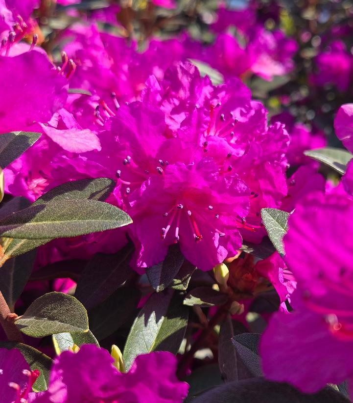 Image Credit: Prides Corner Farms