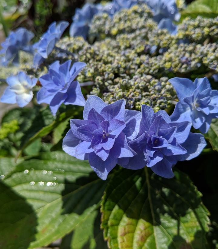 Image Credit: Prides Corner Farms