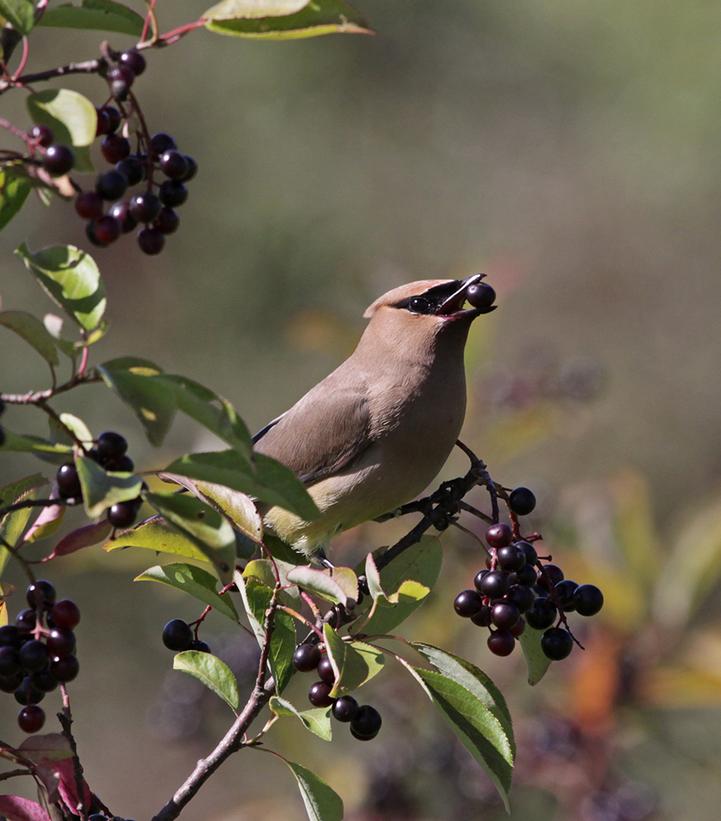 Photo Credit: Shutterstock