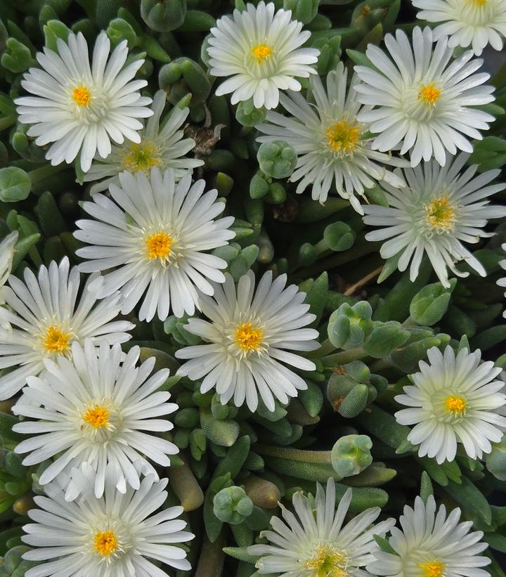 Image Credit: Prides Corner Farms