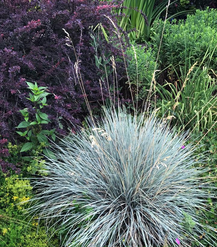 Image Credit: Hoffman Nurseries