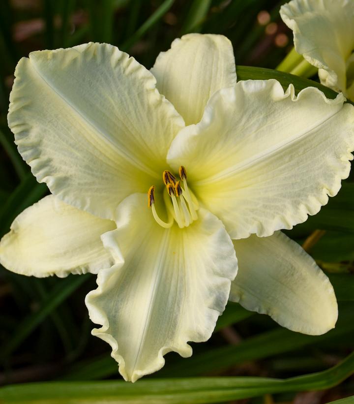 Image Credit: Walters Gardens