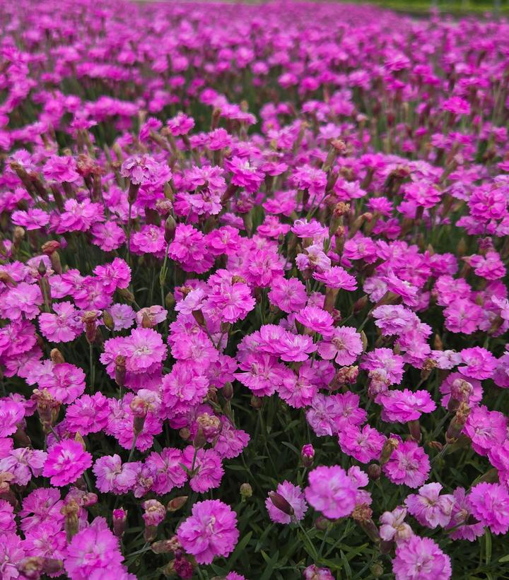 Image Credit: Prides Corner Farms