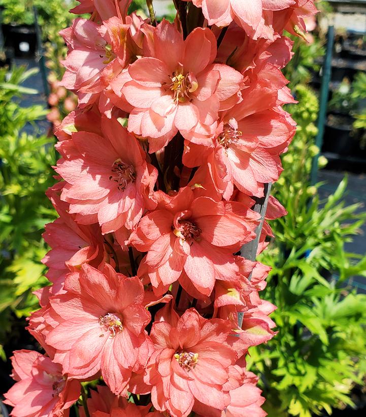 Image Credit: Prides Corner Farms