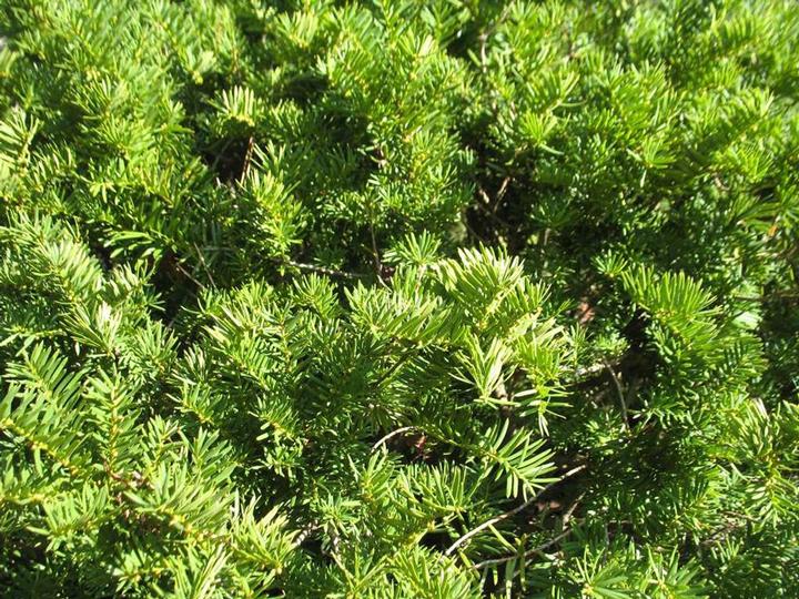 Image Credit: Missouri Botanical Garden