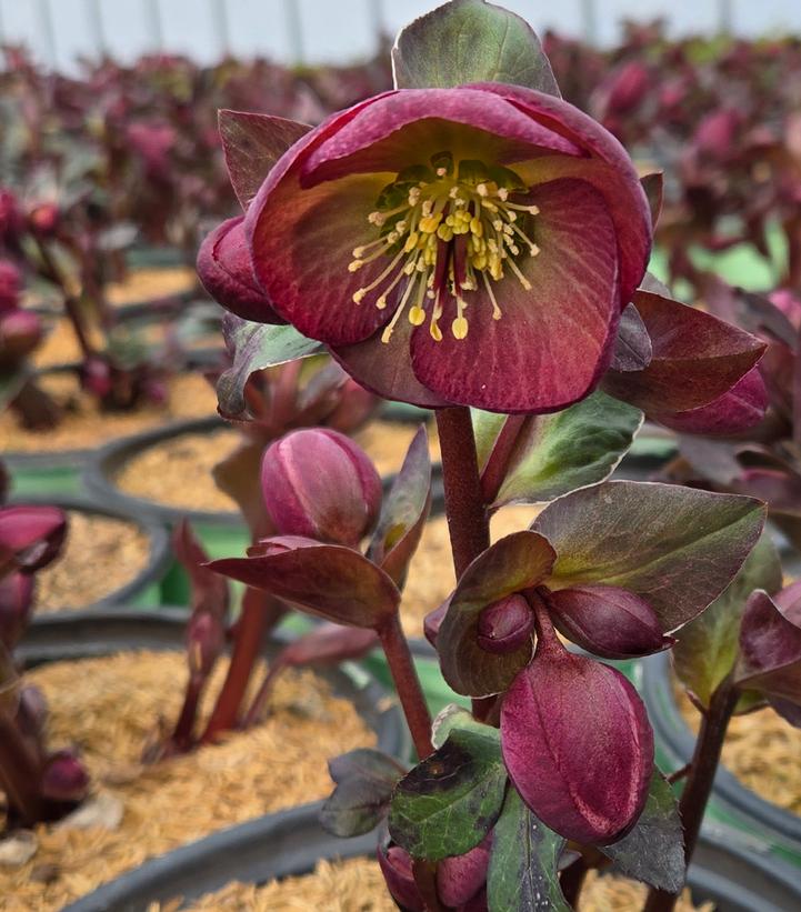 Image Credit: Prides Corner Farms