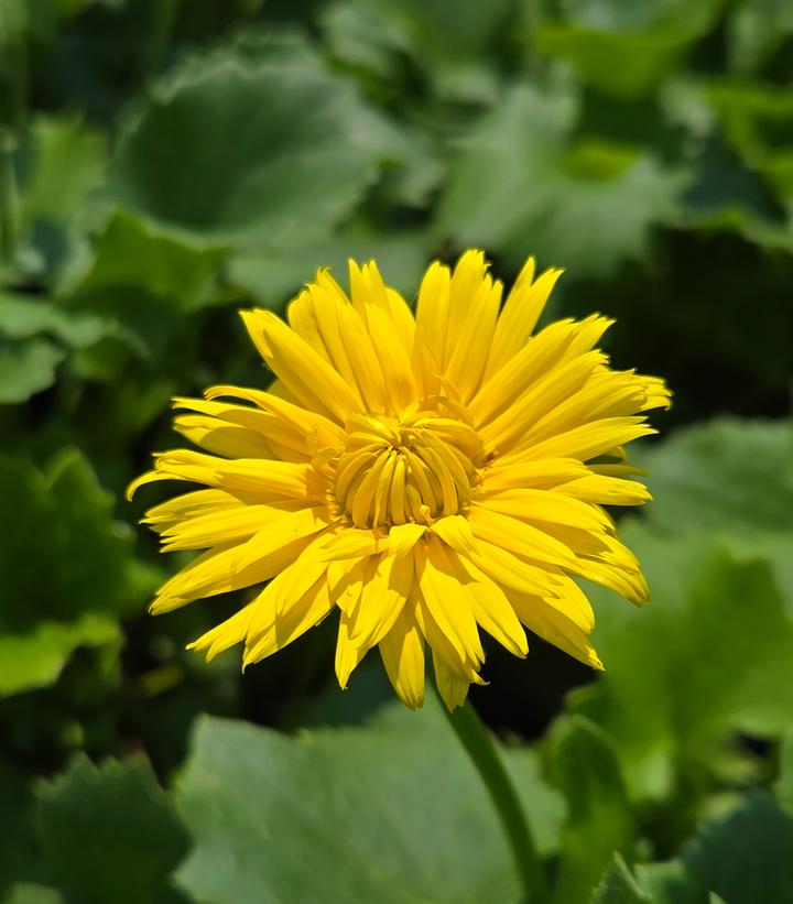 Image Credit: Prides Corner Farms