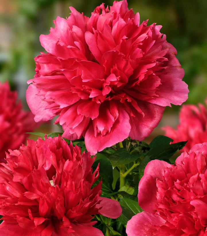 Image Credit: Ball Horticultural