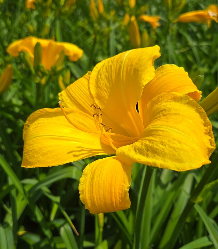 Image Credit: Prides Corner Farms