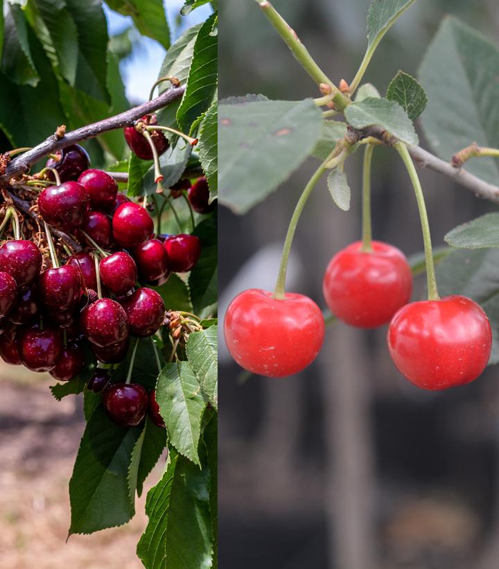 Prunus avium '3-in-1 Cold Climate' - 3-in-1 Cold Climate Grafted Cherry from Prides Corner Farms